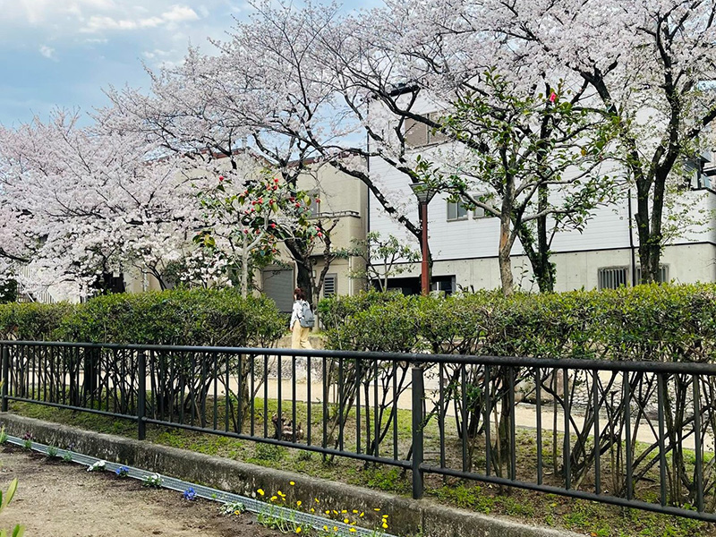 水面廻廊の桜並木